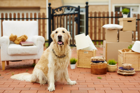 Pet sitting by new house with packed things on background